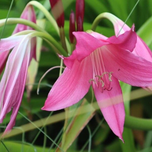 Crinum bulbispermum 花