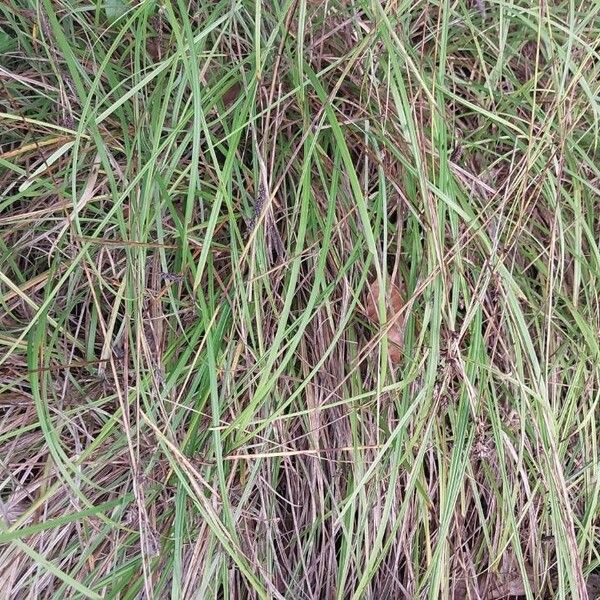 Carex flacca 葉