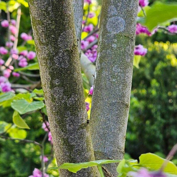 Cercis canadensis Bark