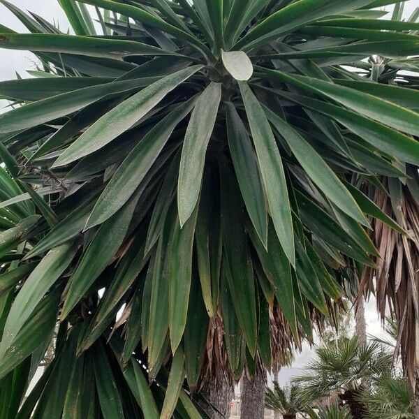 Yucca gigantea Lapas