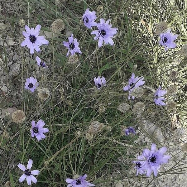 Catananche caerulea Flor