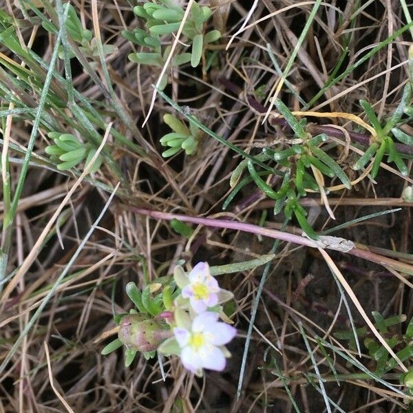 Spergularia media Fleur