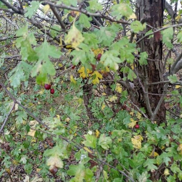 Crataegus rhipidophylla Liść