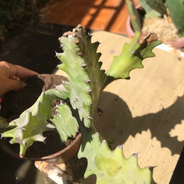 Euphorbia lactea Blad