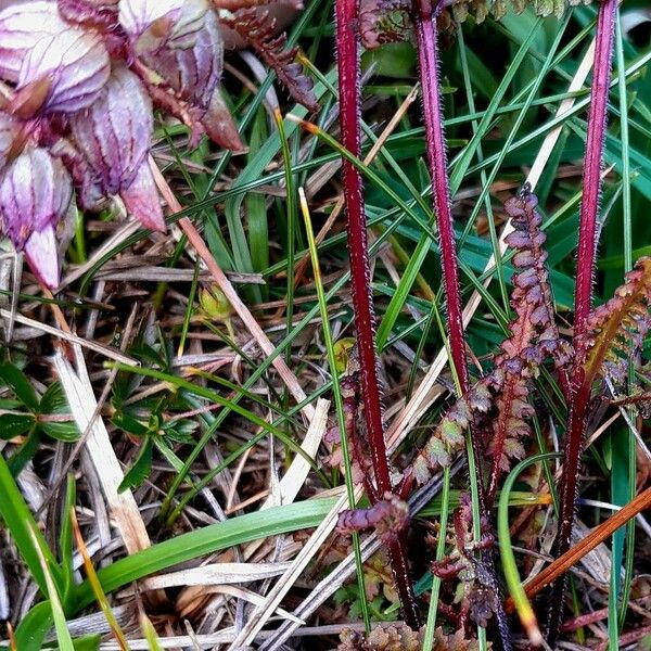 Pedicularis verticillata Coajă