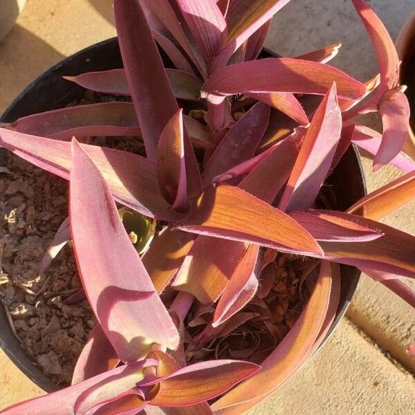 Tradescantia pallida Blatt