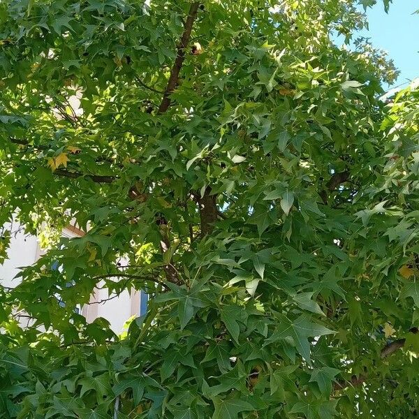 Liquidambar styraciflua عادت