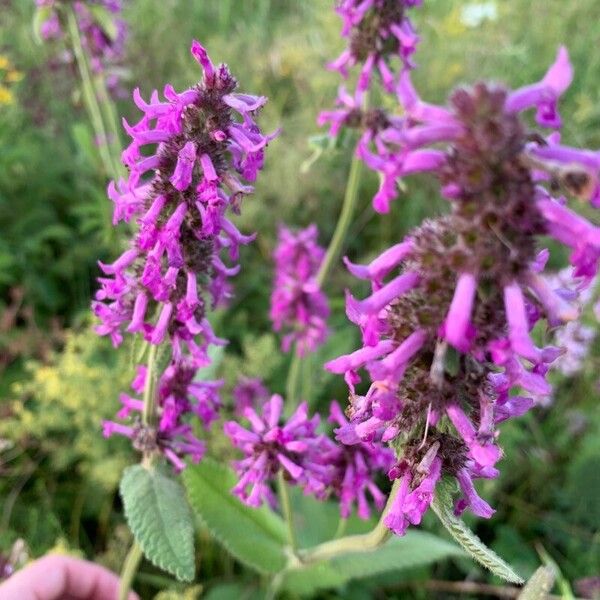 Stachys officinalis 葉