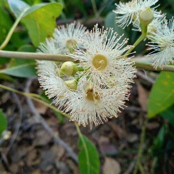 Eucalyptus camaldulensis Flower