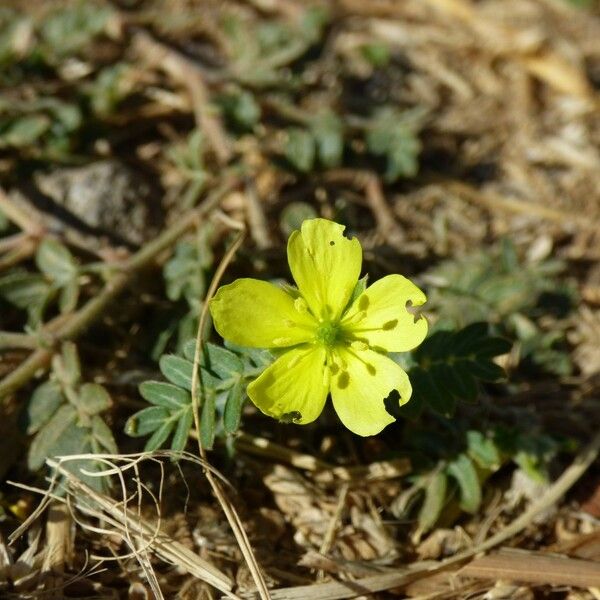 Tribulus cistoides Flower