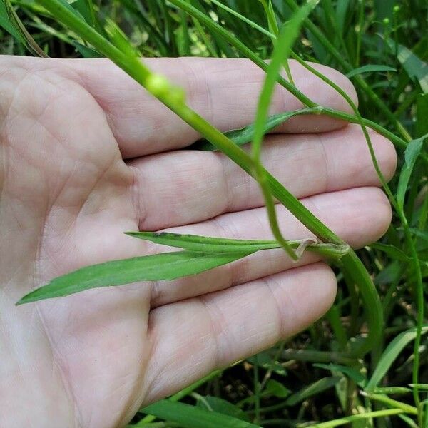 Ranunculus flammula Leaf