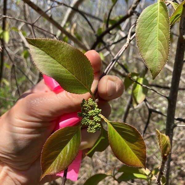 Viburnum lentago ᱥᱟᱠᱟᱢ