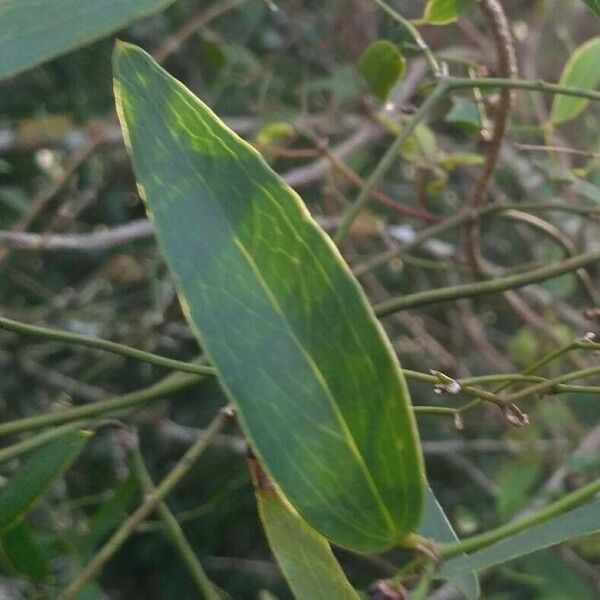 Smilax campestris Leaf
