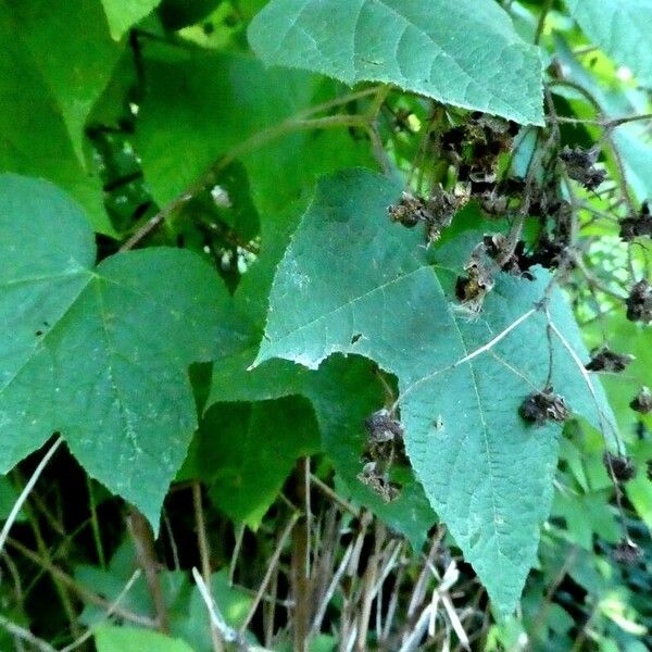 Rubus odoratus Buveinė