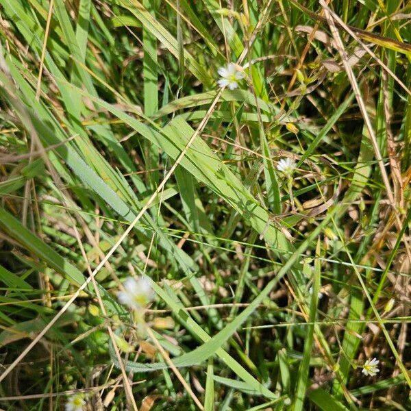 Dichodon viscidum Flower