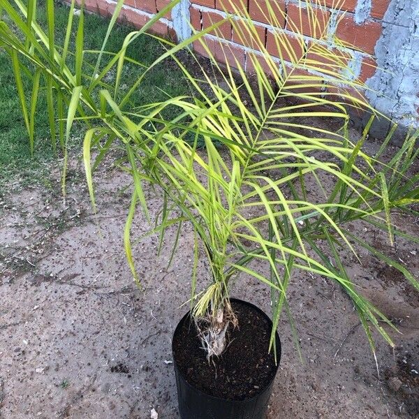 Phoenix canariensis Liść