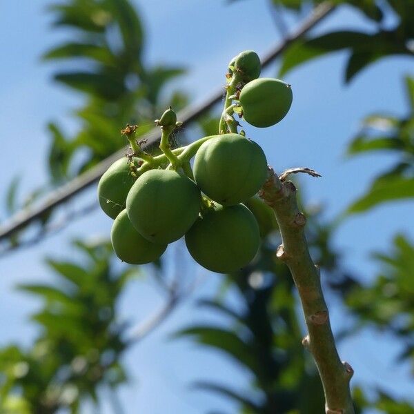 Jatropha curcas फल