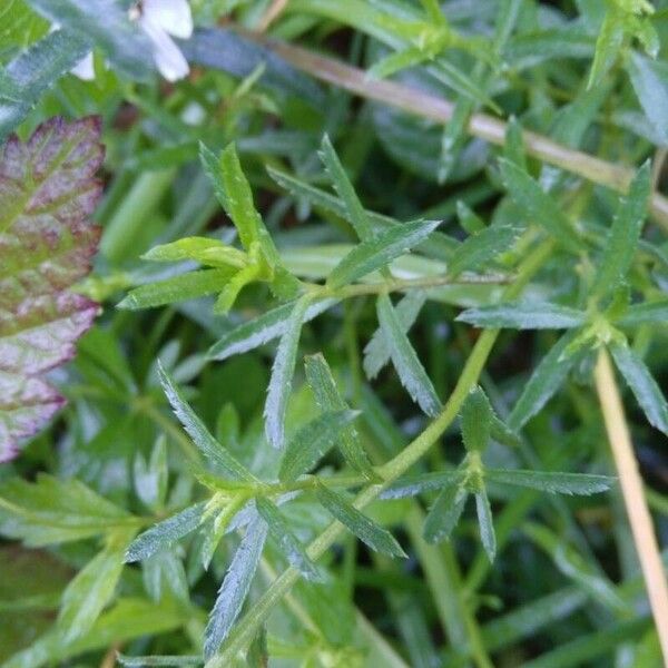 Achillea ptarmica 葉