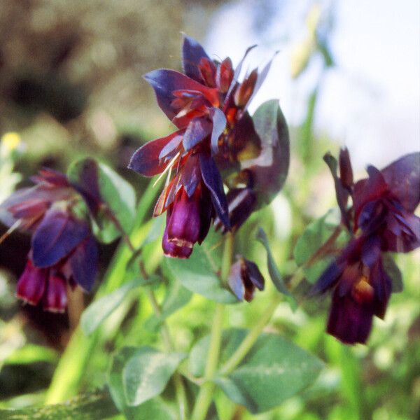 Cerinthe major Fiore