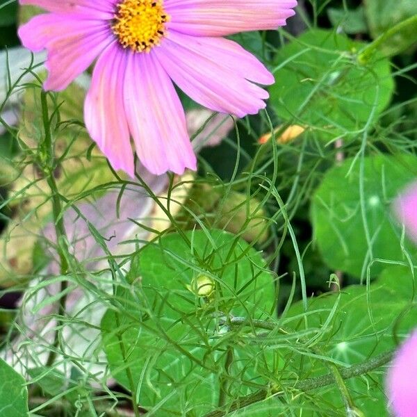 Cosmos parviflorus Leaf