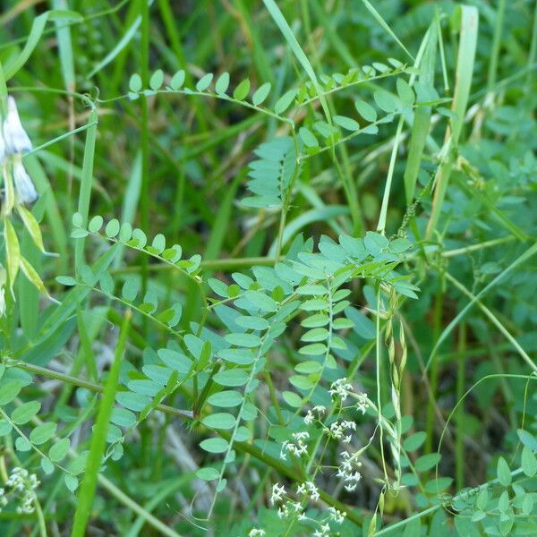 Vicia sylvatica Feuille