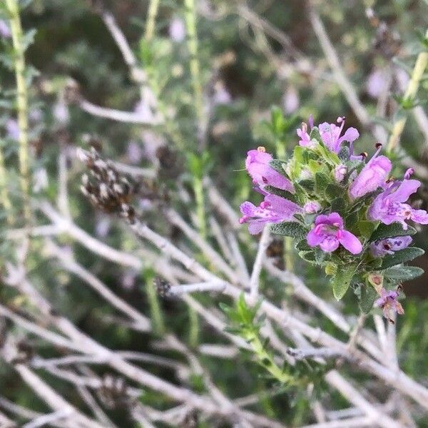 Thymbra capitata Flor