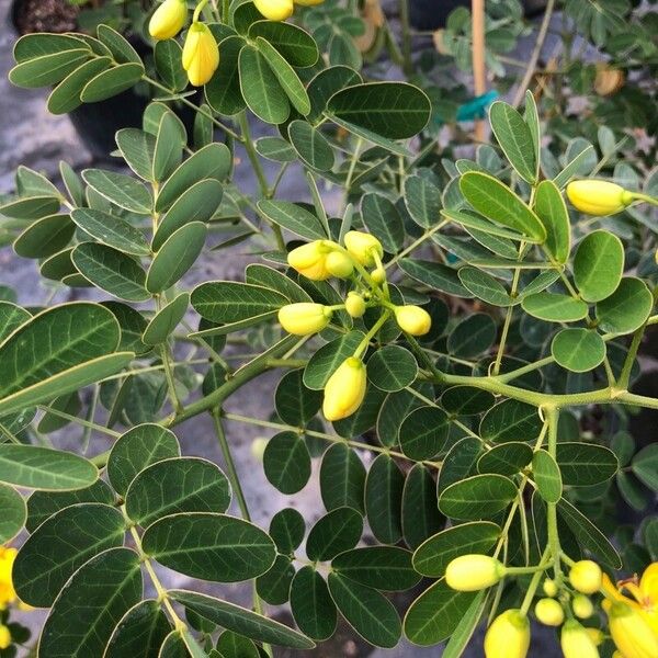 Senna bicapsularis 葉