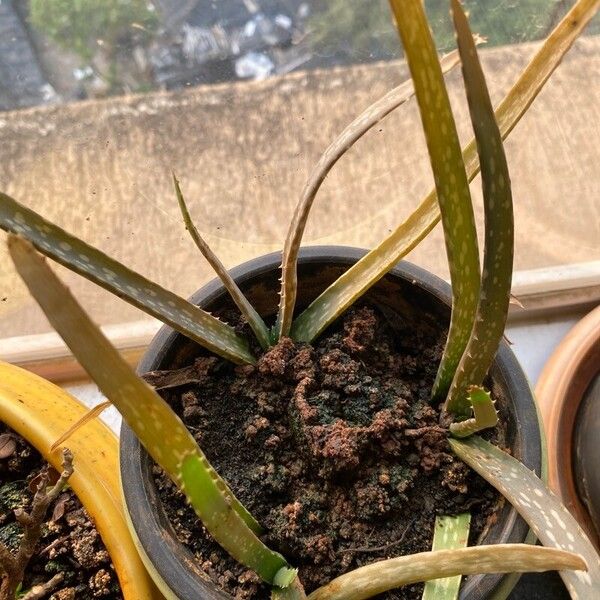 Aloe vera Lapas