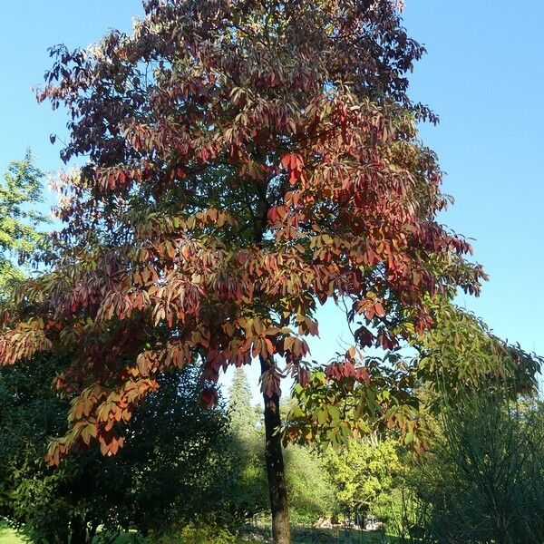 Sassafras albidum आदत