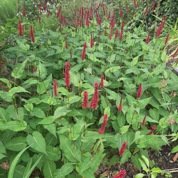 Persicaria orientalis Žiedas