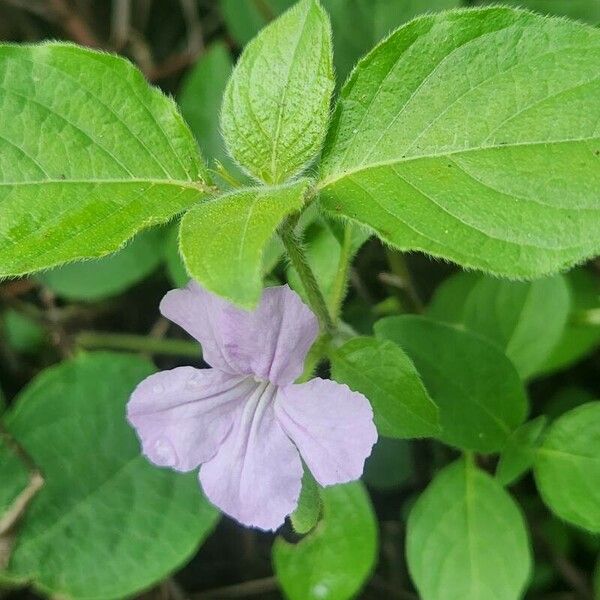 Ruellia prostrata Květ