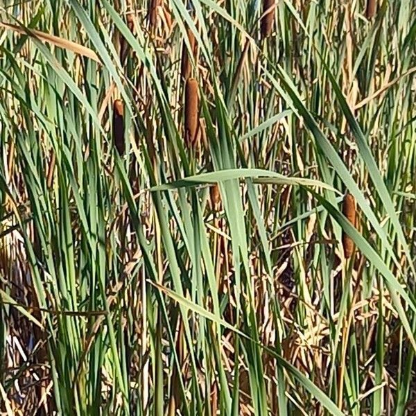 Typha latifolia ᱥᱟᱠᱟᱢ