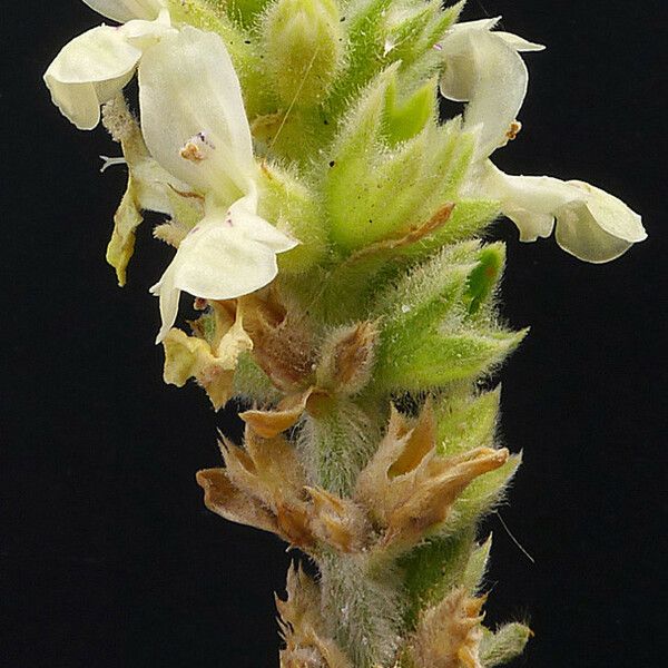 Stachys maritima Flower