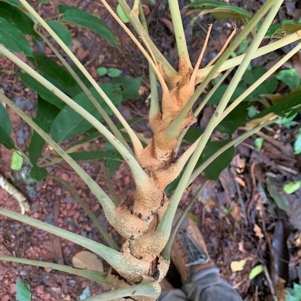 Didymopanax morototoni Bark