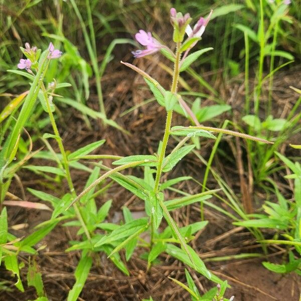 Cleome monophylla Habit