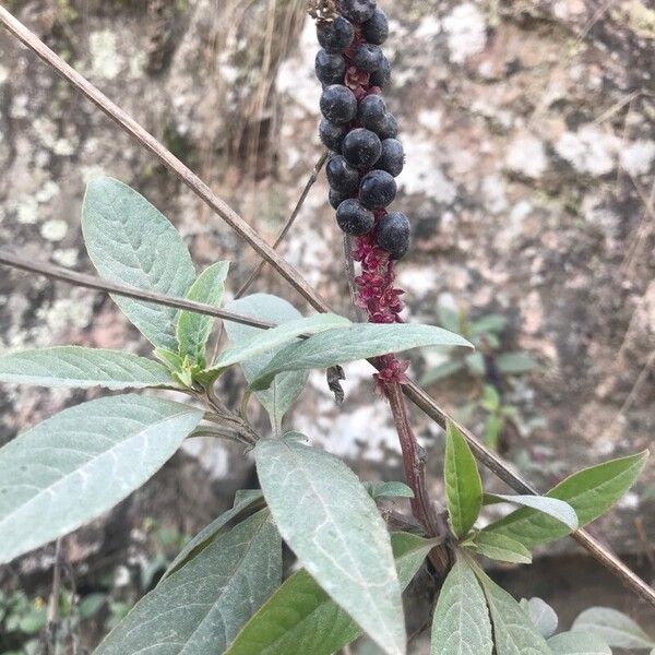 Phytolacca octandra Прочее