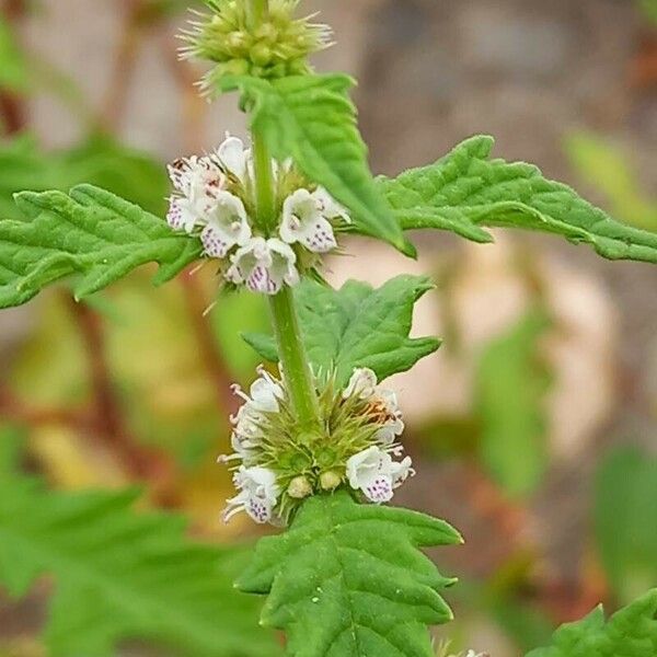 Lycopus europaeus Flower