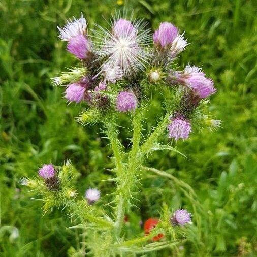 Carduus tenuiflorus 花