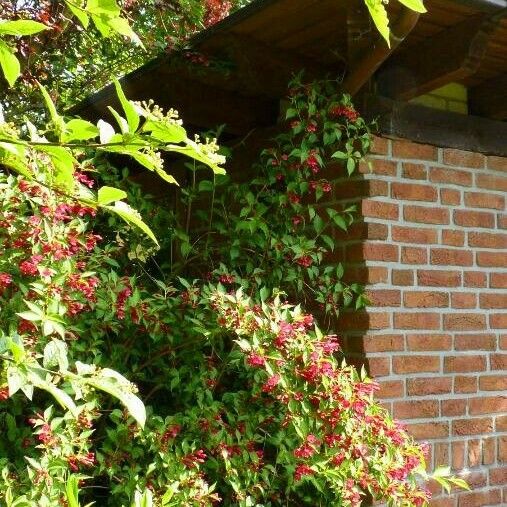 Lonicera tatarica Habitat