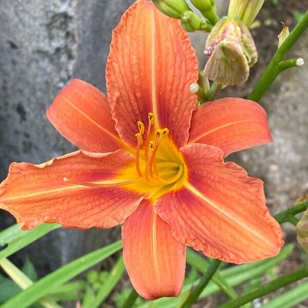 Hemerocallis fulva Květ