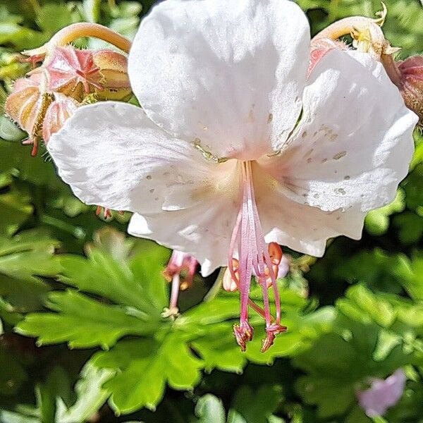 Geranium macrorrhizum 花