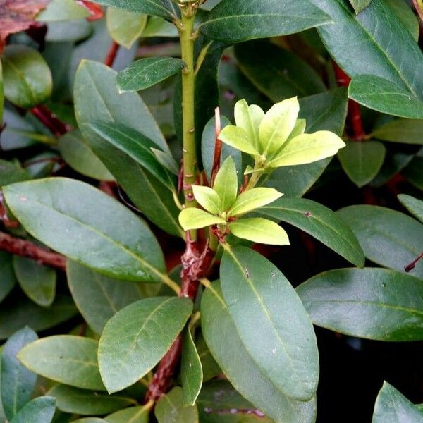 Rhododendron ponticum Blatt