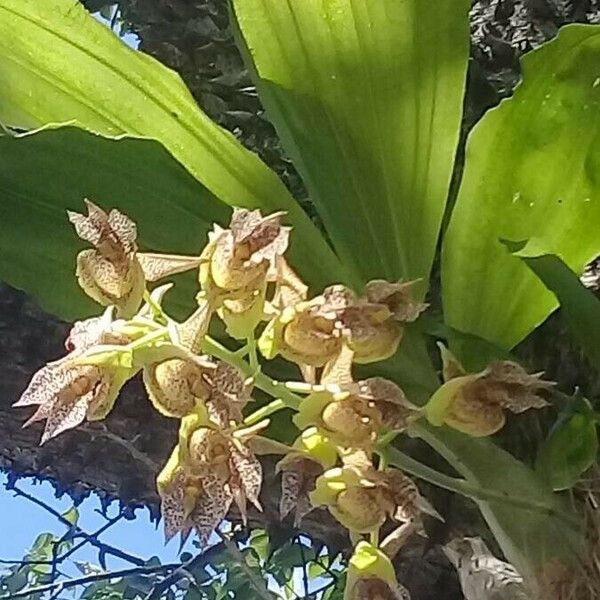 Catasetum maculatum Цвят