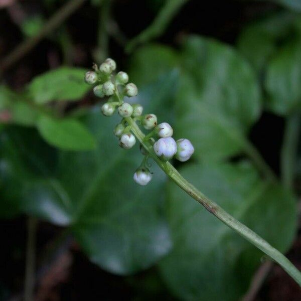 Pyrola minor Λουλούδι