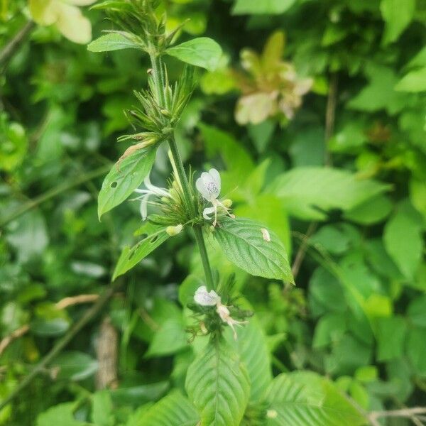 Hypoestes aristata অভ্যাস