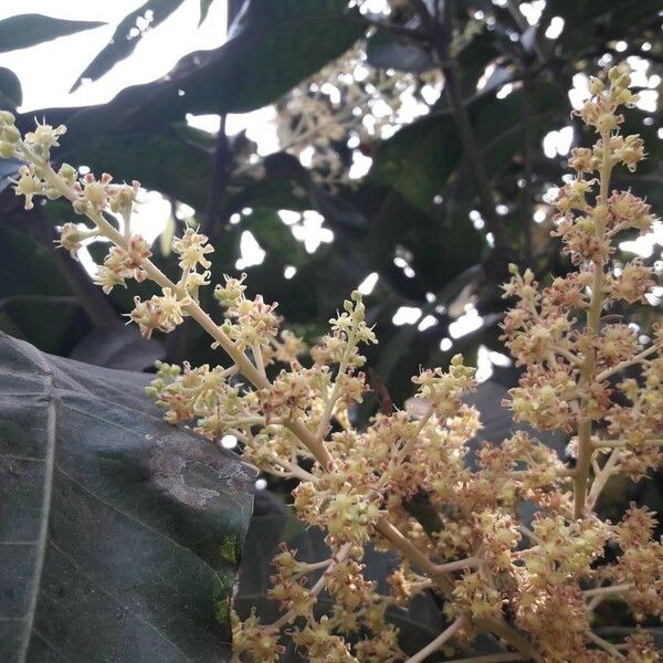 Mangifera indica Flors