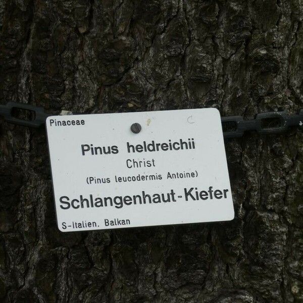 Pinus heldreichii Altul/Alta