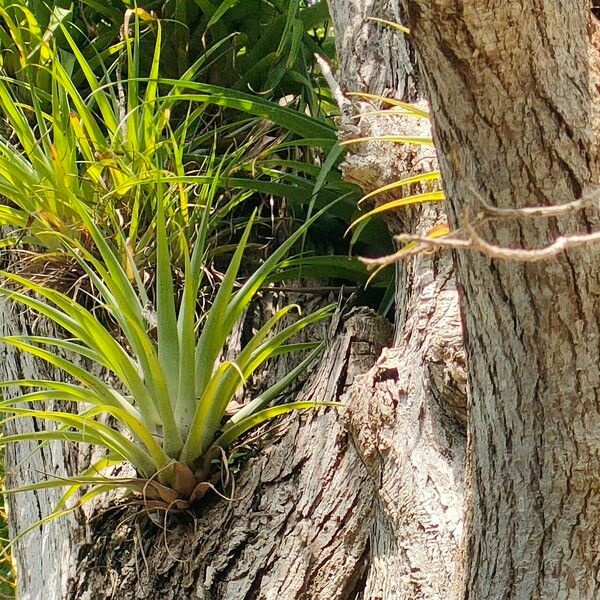 Tillandsia utriculata برگ