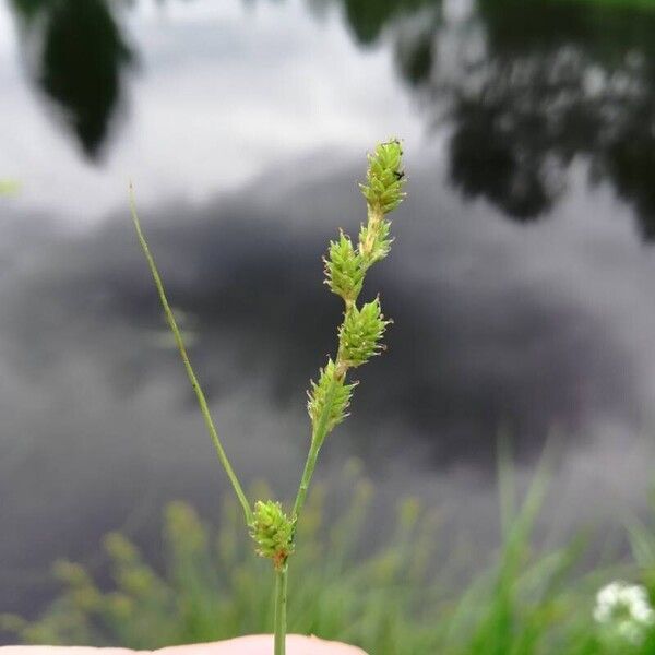 Carex canescens Frutto