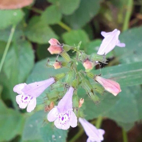 Clinopodium nepeta Blomst